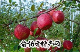 赵庄苹果