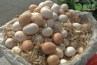 9月鸡蛋价格多少钱一斤？