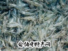 兴化大青虾