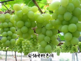 吐鲁番葡萄