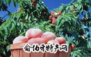 北梁蜜桃