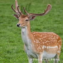 今年梅花鹿幼苗多少一只？