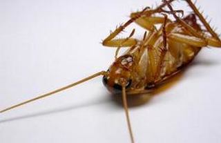 蟑螂的养殖形式和管理