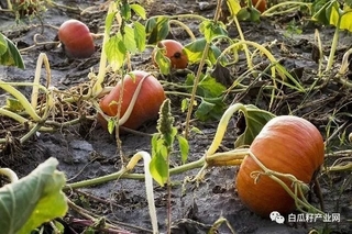 南瓜在生长发育过程中对土壤及营养有什么要求
