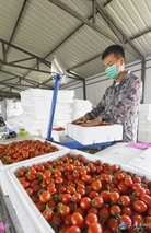 西红柿当地市场上每斤多少元？