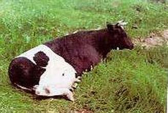奶牛瘫痪的临床症状 奶牛瘫痪如何治疗与预防