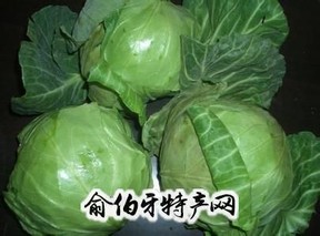 五寨茴子白