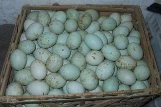 2023鸭蛋价格多少钱一斤？