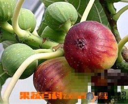 无花果的营养价值(无花果的营养价值功效)