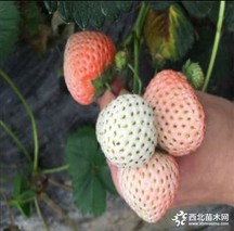 淡雪草莓是转基因的吗？草莓品种有哪些？