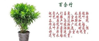 金边百合竹的养殖方法和注意事项