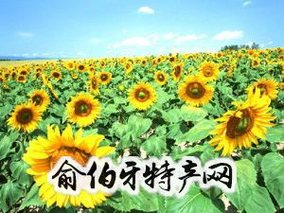 甘南葵花