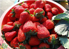 奶油草莓价格多少钱一斤？为什么叫奶油草莓？