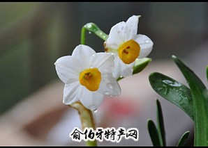 园山水仙花