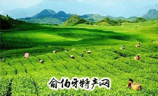 梵净山贡茶