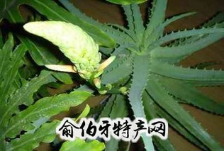 龙爪