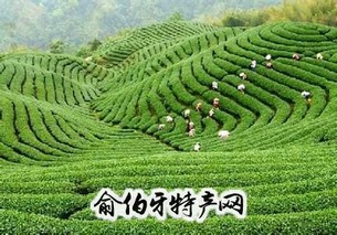 光山茶叶