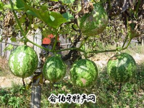 安阳栝楼