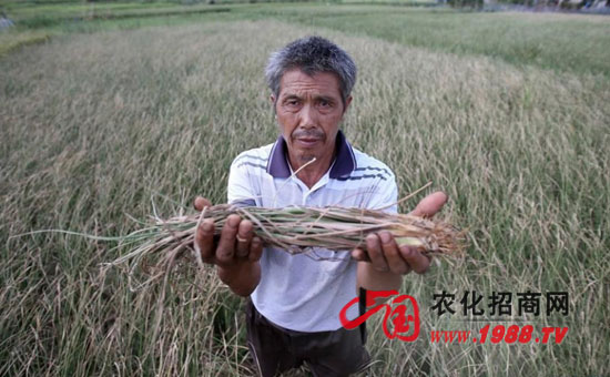 水稻生产如何规避高温热害