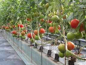番茄的管理栽培技术(人工栽培番茄的方法)