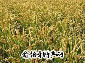 肇东水稻