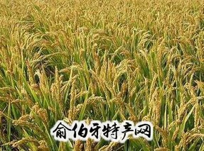 肇东水稻