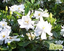 栀子花的花语是什么？