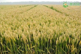 9月小麦价格多少钱一斤？