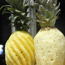 吃菠萝的季节是几月份？