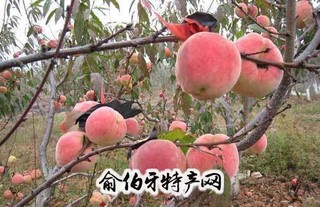 万山冬桃