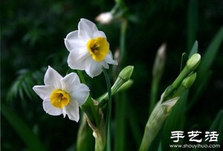 水仙花的外形和特点