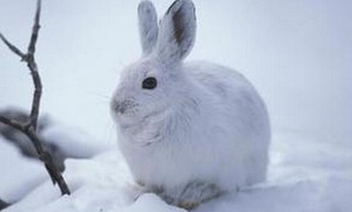 雪兔（别名：白兔，变色兔，兽纲兔形目兔科）