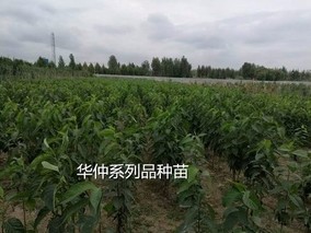 杜仲树多少钱一棵？