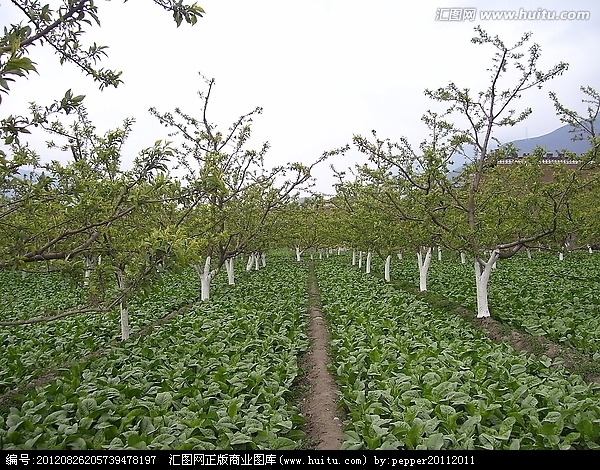 梨园套莴苣 节地增高产