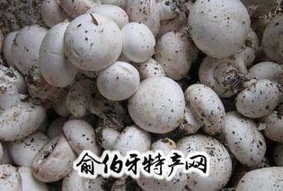 古县双孢菇