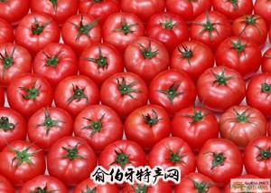 临淄西红柿