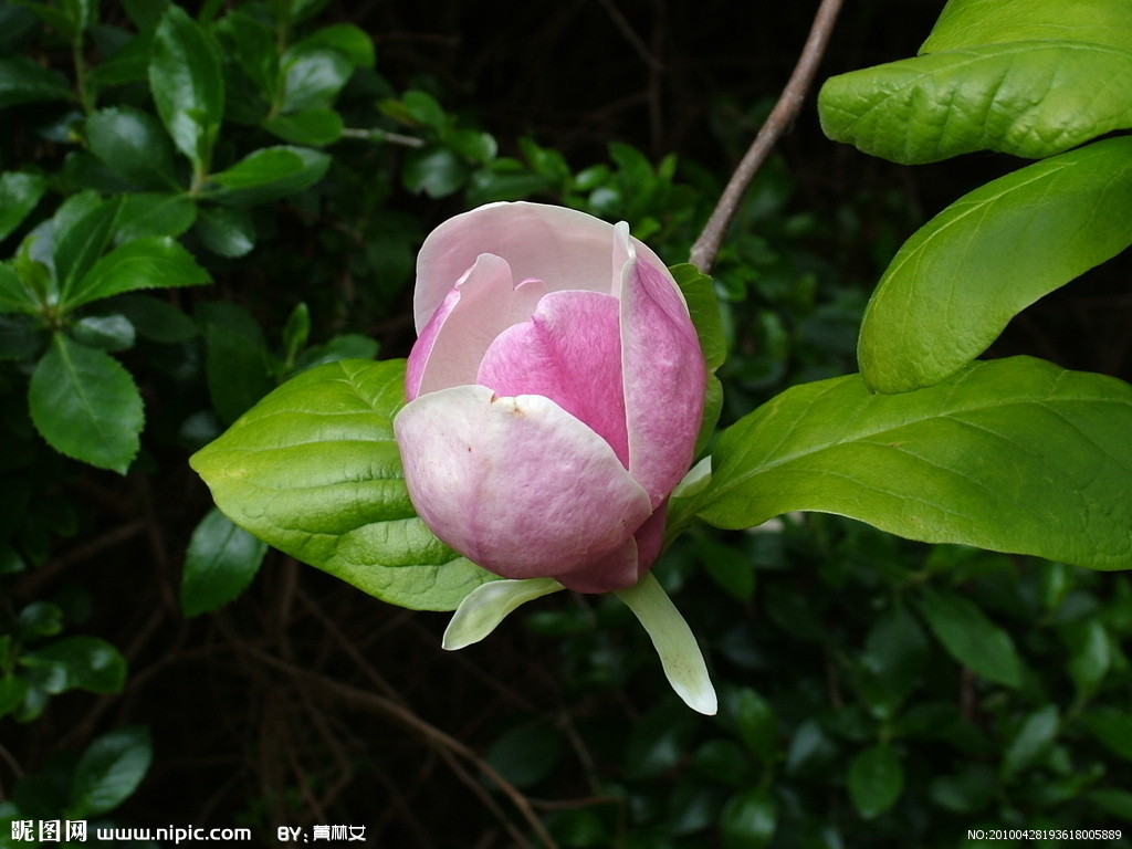 木本花卉枯苗怎么办