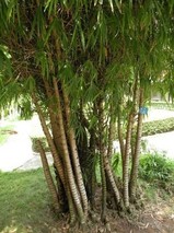 观赏竹类的繁殖栽培技术