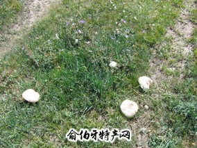 巴音布鲁克蘑菇