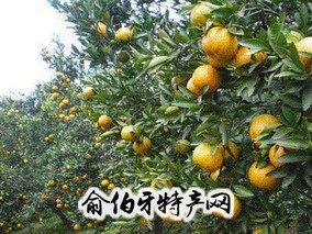 新邵无核椪柑