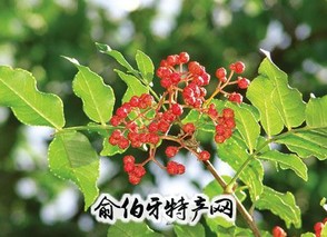 循化花椒