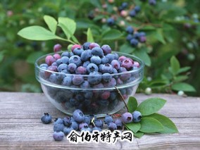 呼伦贝尔蓝莓