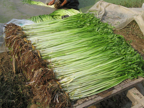 芹菜药用价值最好的是哪种品种？