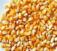 目前的玉米价格干货多少钱一斤？