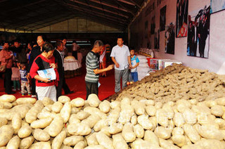 单季亩产9.58吨乐陵自主品种马铃薯创世界纪录