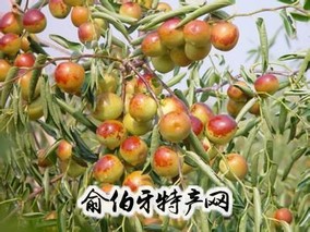 雁来红冬枣