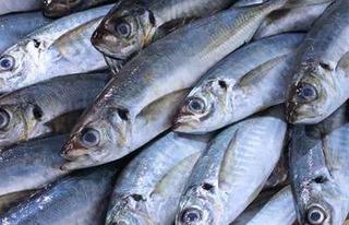2022沙丁鱼价格多少钱一斤？产地在哪？