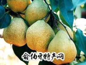 龙冈茌梨