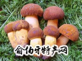 绥芬河牛肝菌