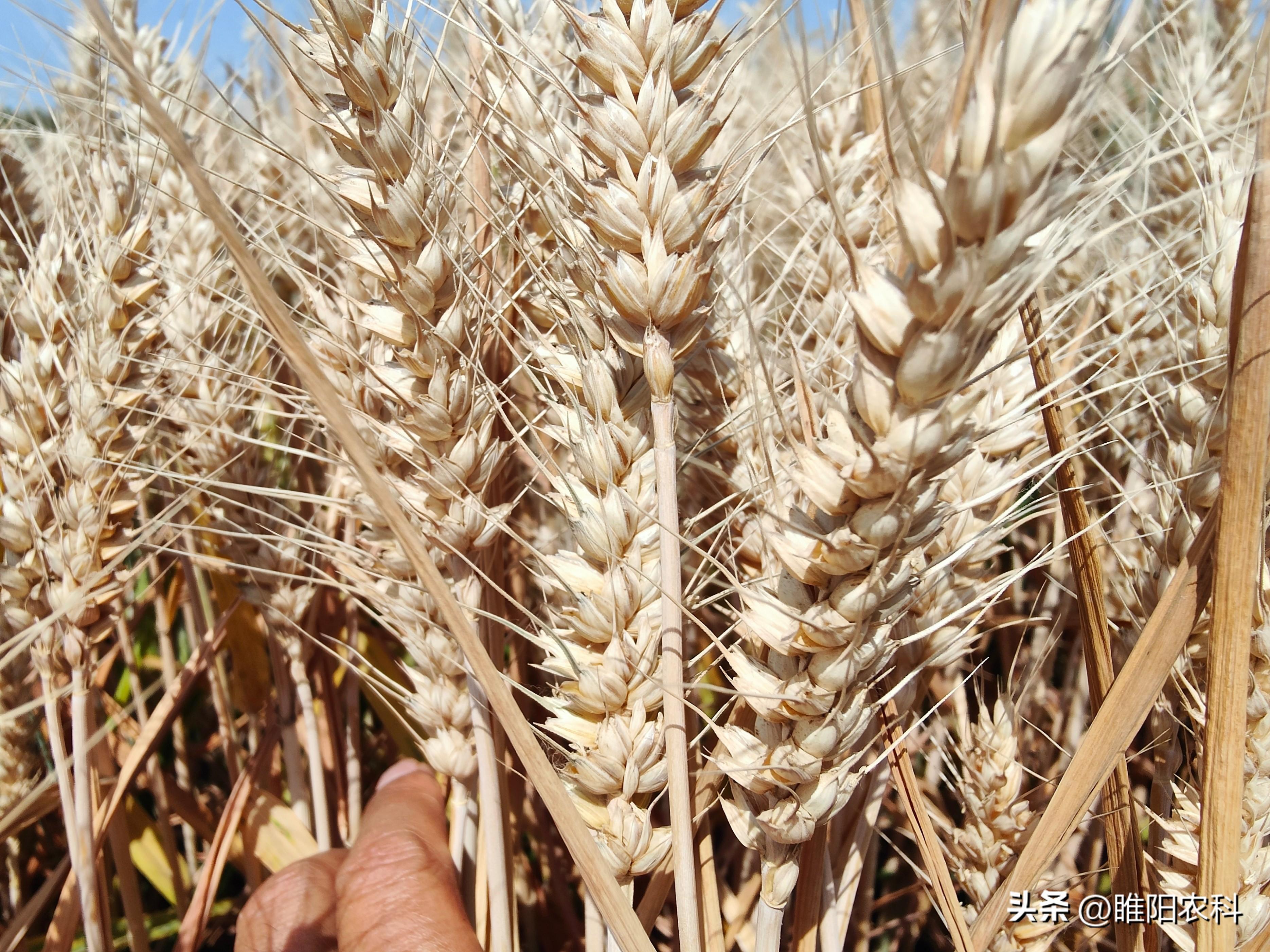 峰川9号小麦品种简介图片